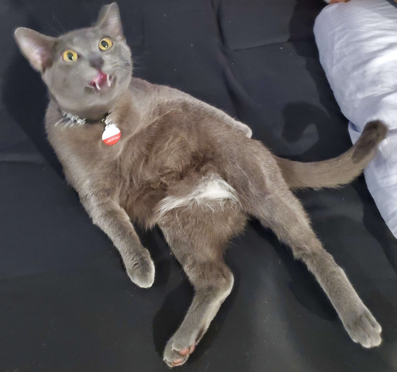 A photo of Mimir (the cat), lying on his back. He's looking at the camera, mouth open, and his head is blurry, suggesting a sudden movement.