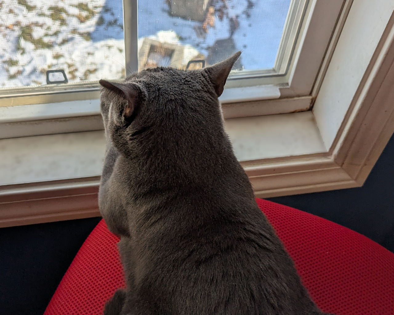 Mimir lying on a chair, paws on a windowsill, looking out over a snowy yard.