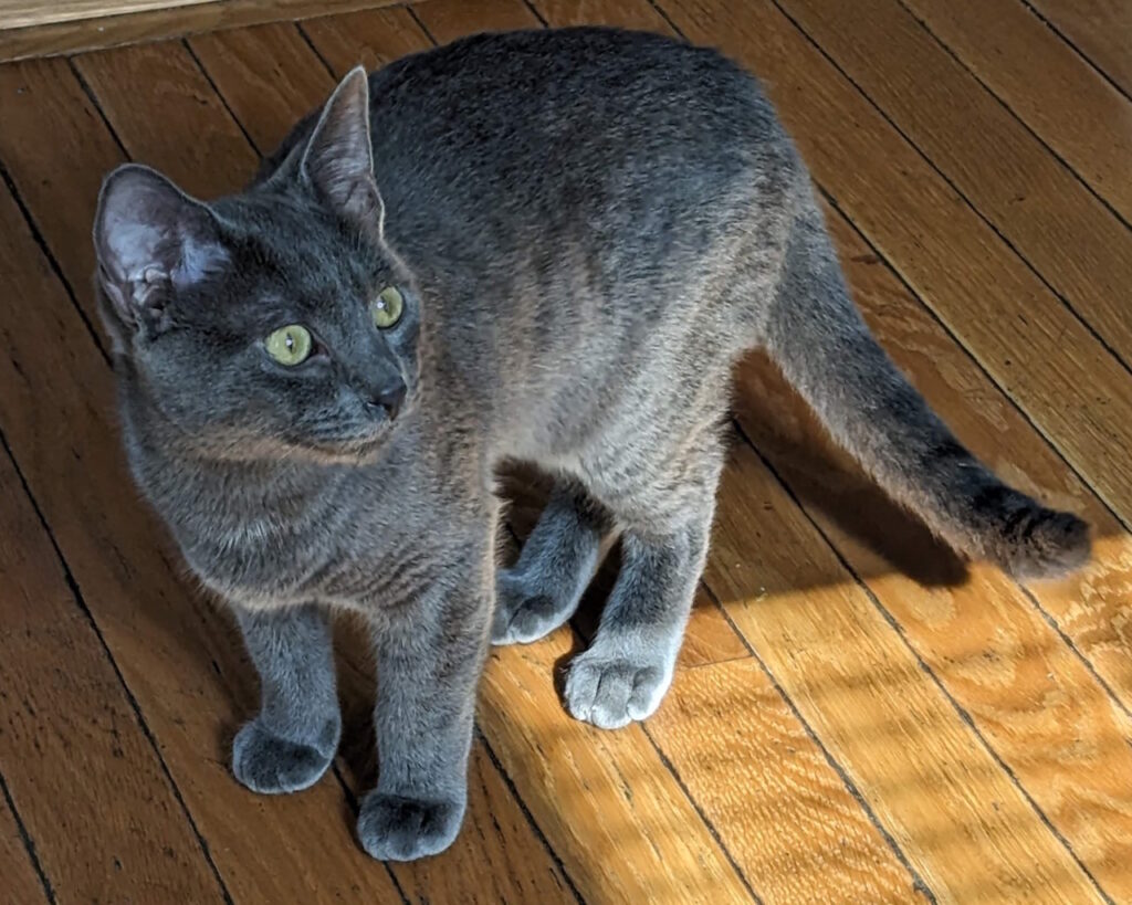 A grey kitten standing on a hardwood floor.