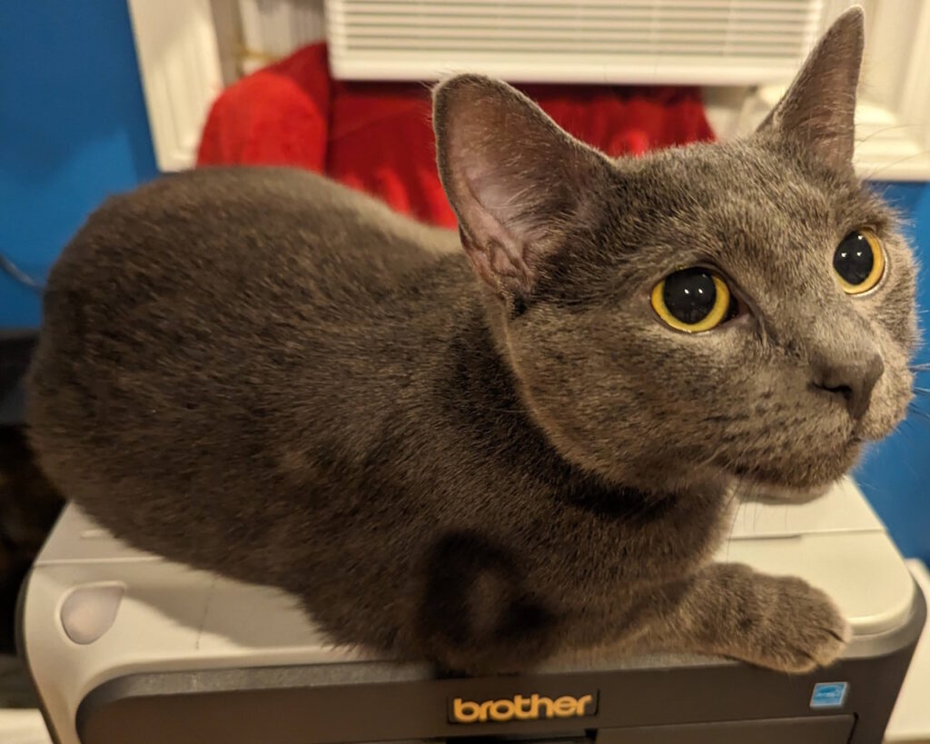 Mimir (the cat) lying on top of a printer, his head very close to the camera.