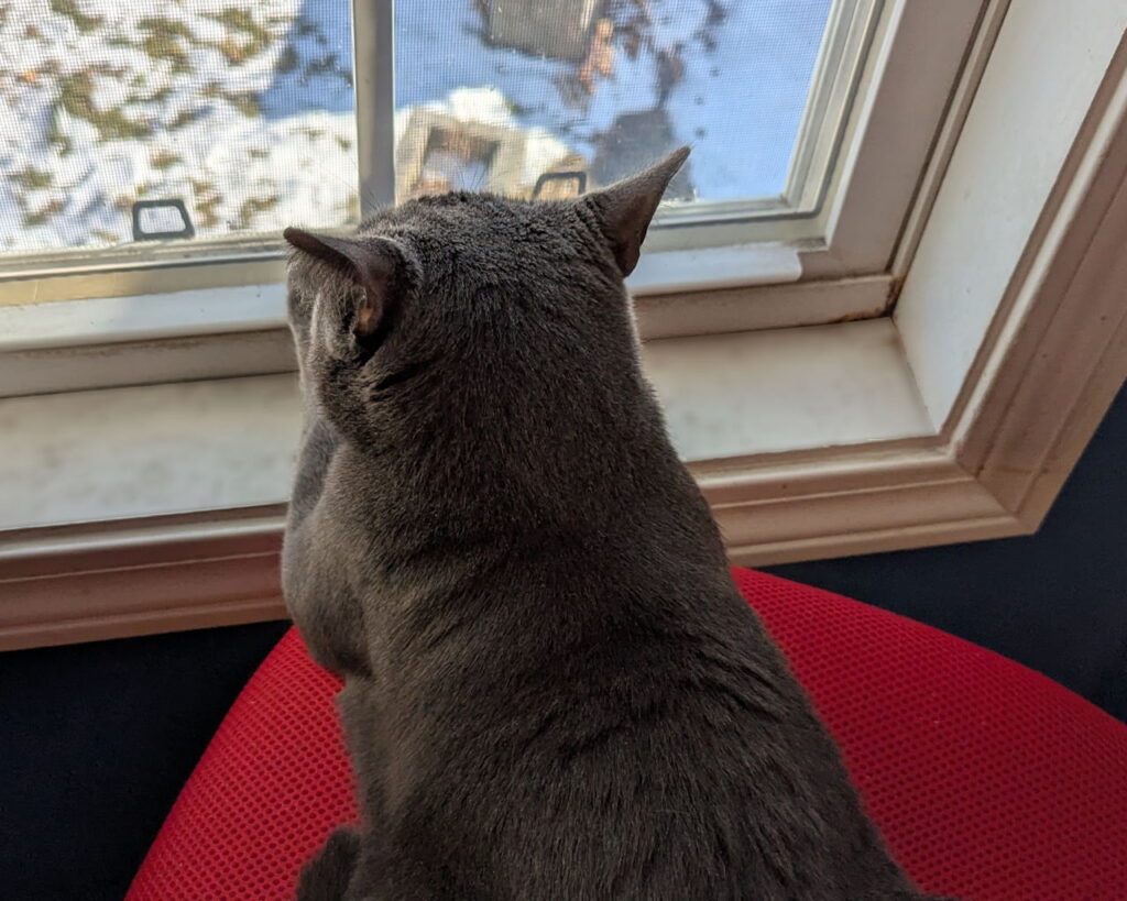 Mimir lying on a chair, paws on a windowsill, looking out over a snowy yard.